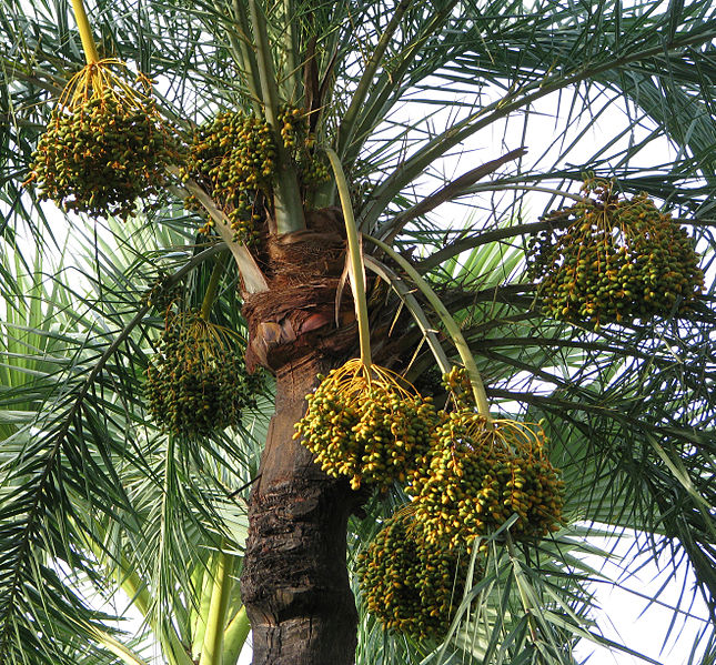 File:Fruit of the date palm tree by Balaram Mahalder.jpg