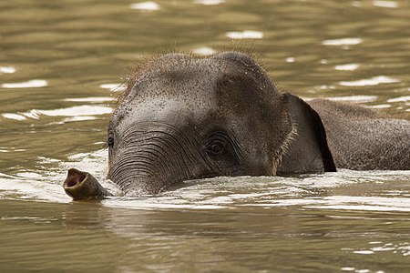 Sumatran elephant calf swim through the river.