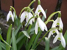 Snowdrop (Galanthus) Galanthus nivalis 2202.JPG