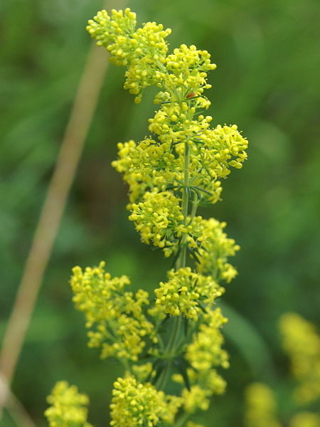 File:Galium verum PID1673-2.jpg