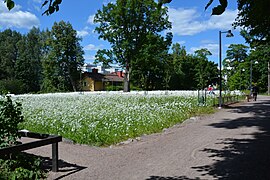 Marguerites du jardin.