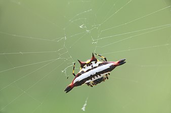 Gasteracantha geminata