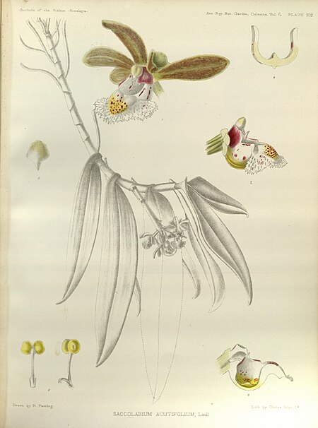 Tập_tin:Gastrochilus_acutifolius_(as_Saccolabium_acutifolium)_-_The_Orchids_of_the_Sikkim-Himalaya_pl_302_(1889).jpg