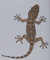 Gecko on a tile