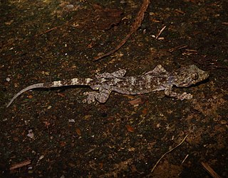 <span class="mw-page-title-main">Adler's gecko</span> Species of lizard