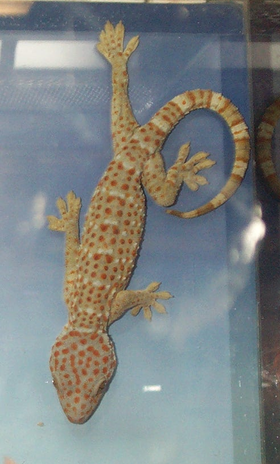 Gekkoninae Gekko gecko.png