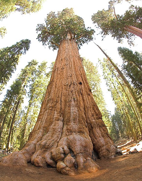 File:General Sherman tree looking up.jpg