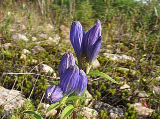 <i>Gentiana linearis</i> species of plant