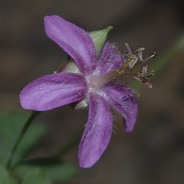 Geranium caespitosum flora.jpg