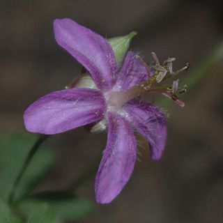 <i>Geranium caespitosum</i> Species of flowering plant