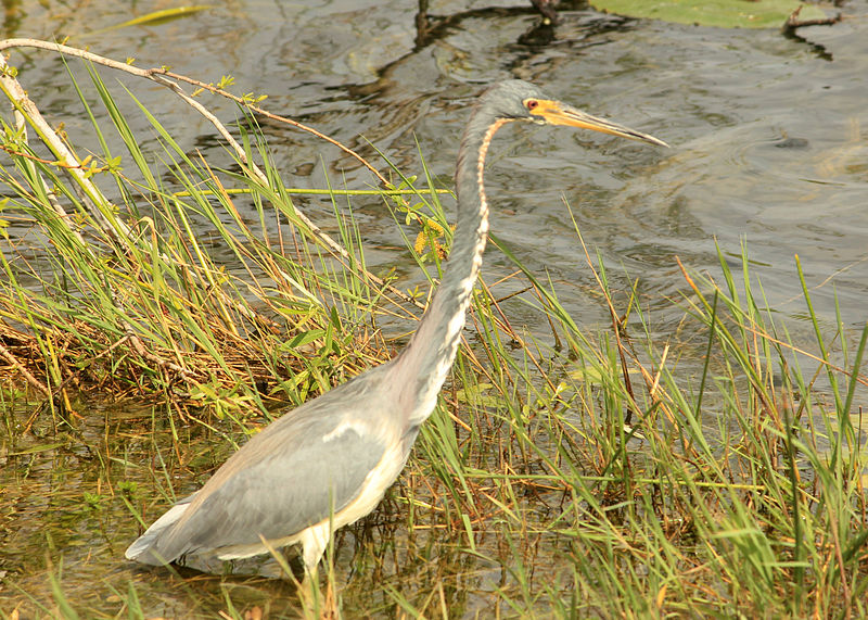 File:Gfp-tri-colored-heron.jpg