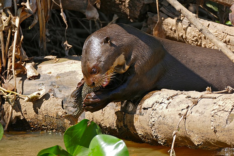 File:Giant Otter (Pteronura brasiliensis) eating a Vermiculated Sailfin Catfish (Pterygoplichthys disjunctivus) (28597043744).jpg