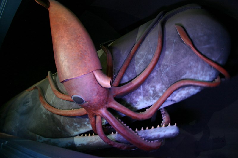 File:Giant Squid Fighting Sperm Whale.jpg