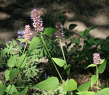 Raksasa hisop Agastache urticifolia.jpg