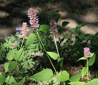 <i>Agastache urticifolia</i> Species of flowering plant