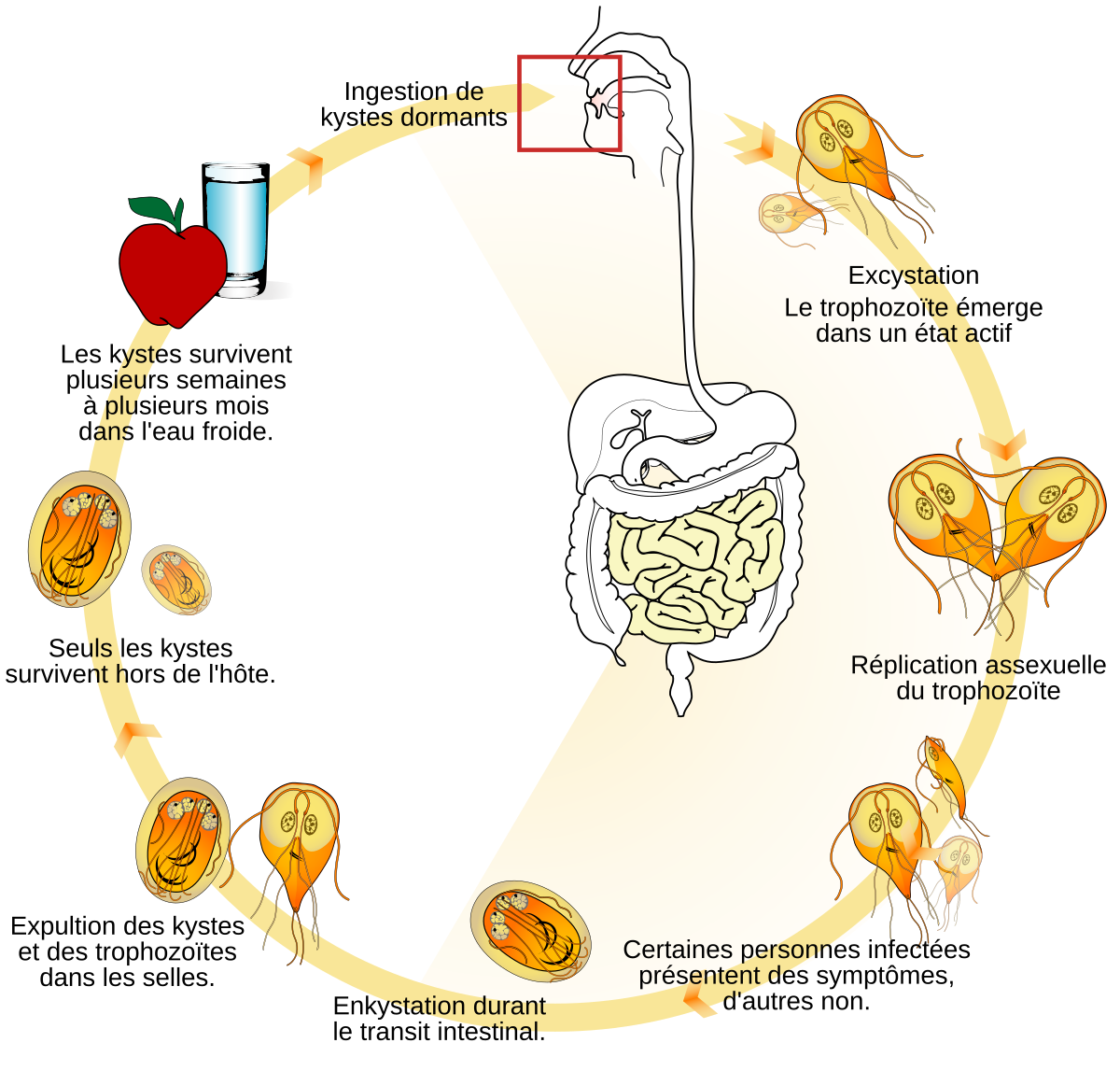 giardia diagram