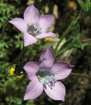 <i>Saltugilia splendens</i> Species of flowering plant