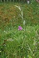 Gladiolus communis