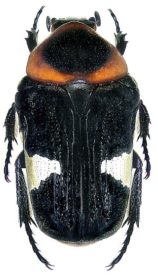 <i>Glycyphana horsfieldi</i> Species of beetle