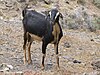 Goat - El Cofete - Jandia - Fuerteventura - 03.jpg