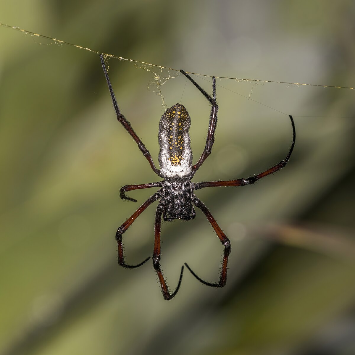 Spider silk - Wikipedia