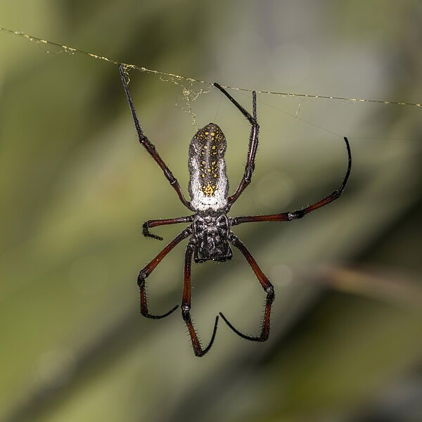 File:Golden orb-weaver spider (Nephila inaurata madagascariensis) female 3.jpg