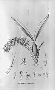plate 51 Gomesa planifolia