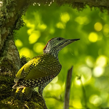 European green woodpecker at Lake Vänern Archipelago. Photograph: Tjustorparn (CC BY-SA 4.0)