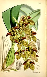 Grammatophyllum stapeliiflorum (comme Cymbidium huttonii) - Curtis' 93 (Ser 3 no 23..) Pl. 5676 (1867) .jpg