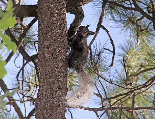 Grand Canyon National Park North Rim - Kaibab Squirrel 0188