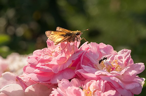 Hesperiinae (skipper), Brooklyn Botanic Garden