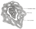 Gray1132 Section of cortex of human kidney.