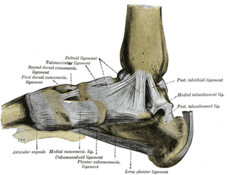 Deltoid ligament