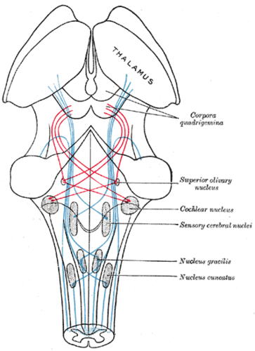 Schematic of the brainstem, cochlear nucleus shown in center right.