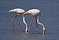 Greater Flamingo AMSM9732.jpg