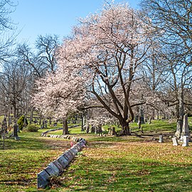Yoshino cherry tree by a line of graves