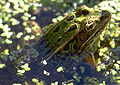 Green-leopard-frog-in-swamp.jpg