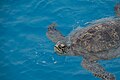 Green Sea Turtle Sand Island Midway Atoll 2019-01-13 16-37-59 (32353202667).jpg