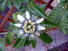 Passiflora edulis (fleur)