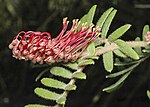 Thumbnail for Grevillea caleyi