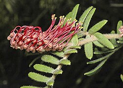 Grevillea caleyi murray fagg.jpg