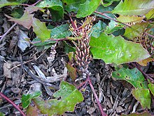 Grevillea repens.jpg 