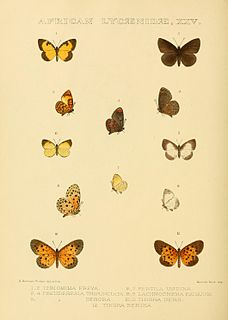 <i>Lachnocnema exiguus</i> Species of butterfly