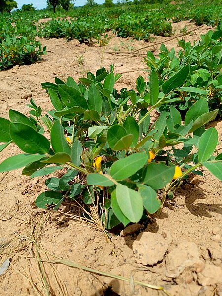 File:Groundnuts farm.jpg