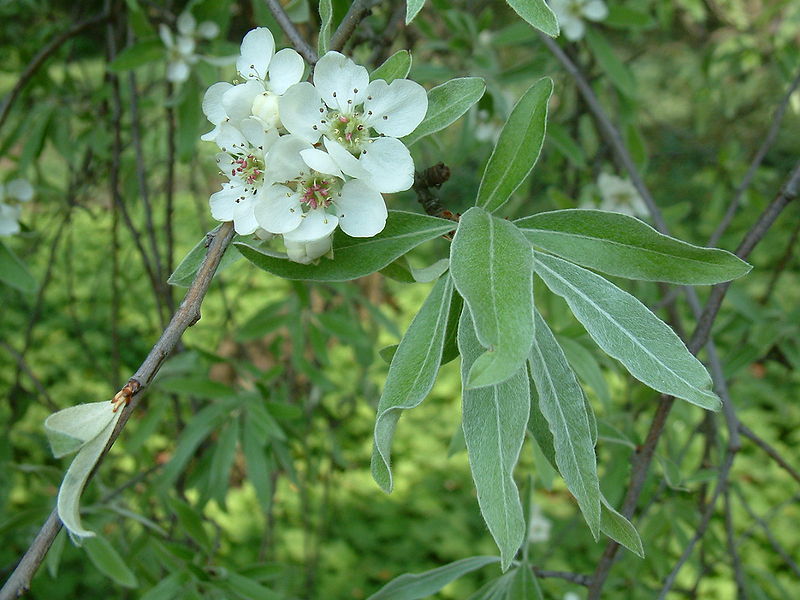 File:Grusza wierzbolistna Pyrus salicifolia var Pendula RB1.JPG