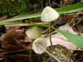 Miniatura para Mycena citrinomarginata