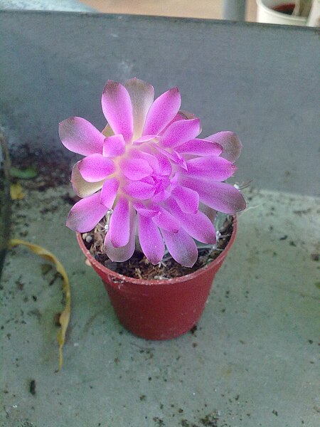 File:Gymnocalycium anisitsii subsp. damsii - flower.jpg