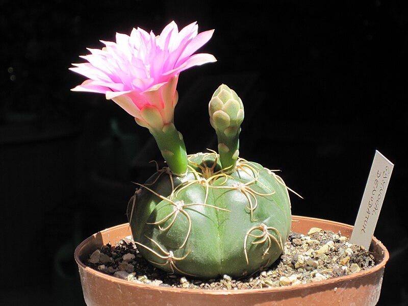 File:Gymnocalycium denudatum 9.JPG