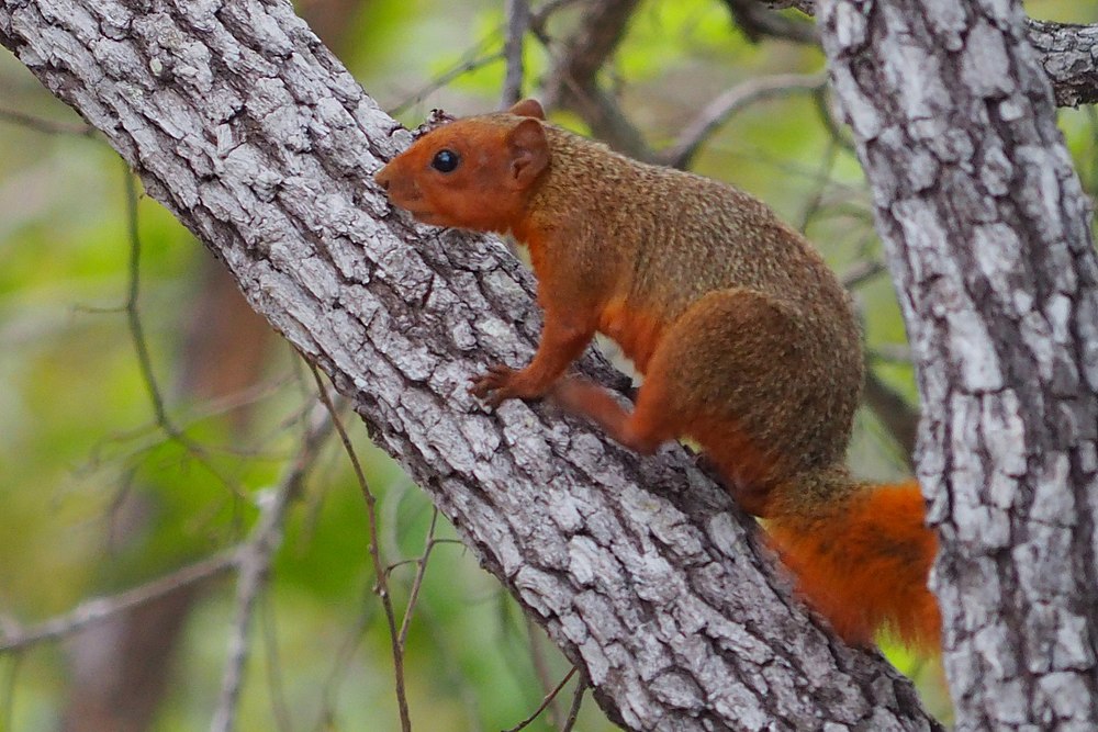 The average litter size of a Red bush squirrel is 1