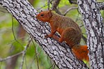 Thumbnail for Red bush squirrel